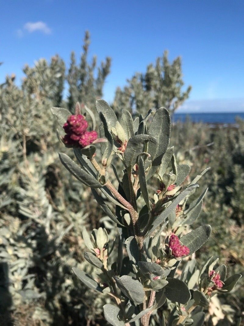 Atriplex cinerea flower