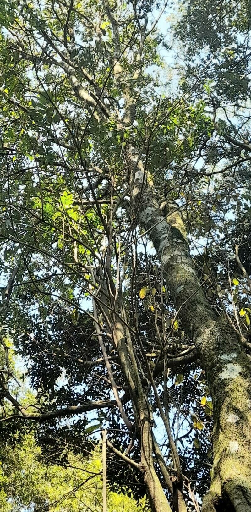 Matayba elaeagnoides habit