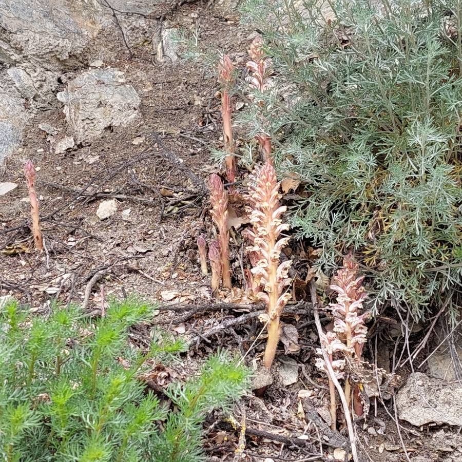 Orobanche artemisii-campestris — houseplant care guide