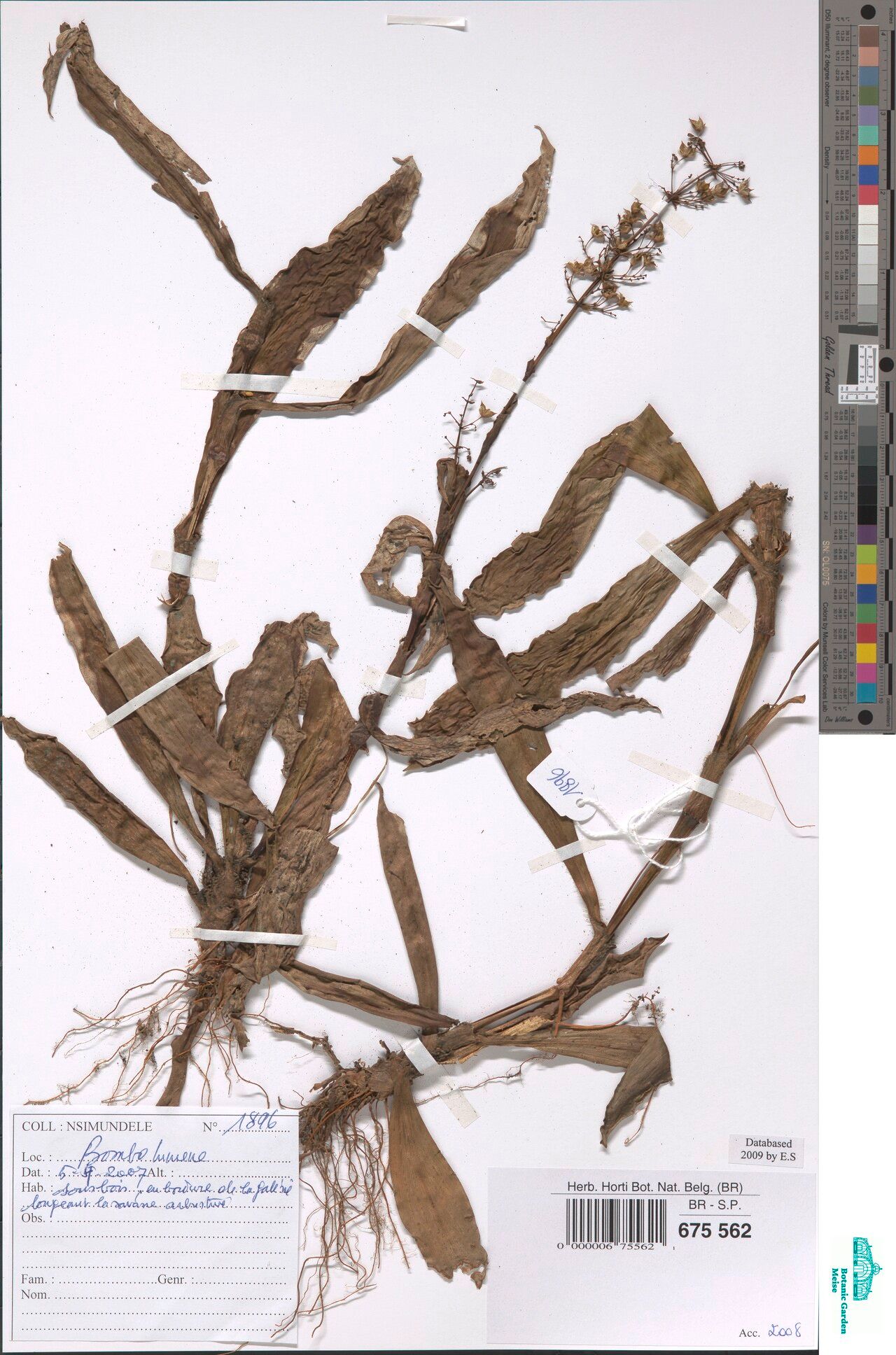 Murdannia allardii — related species from the same genus