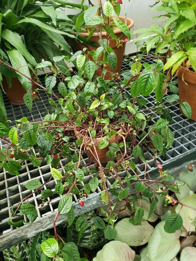 Impatiens hians habit