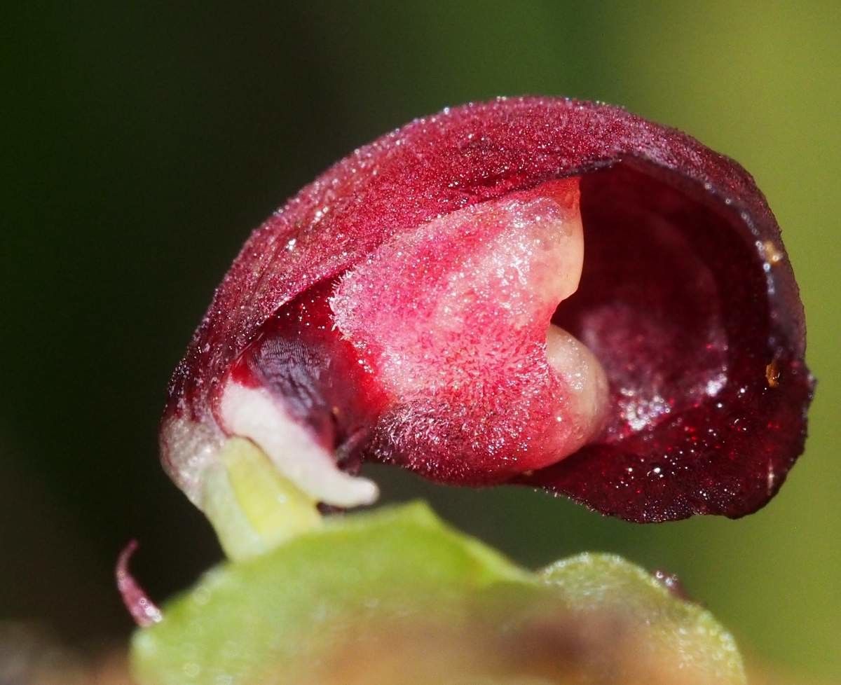 Corybas neocaledonicus fruit