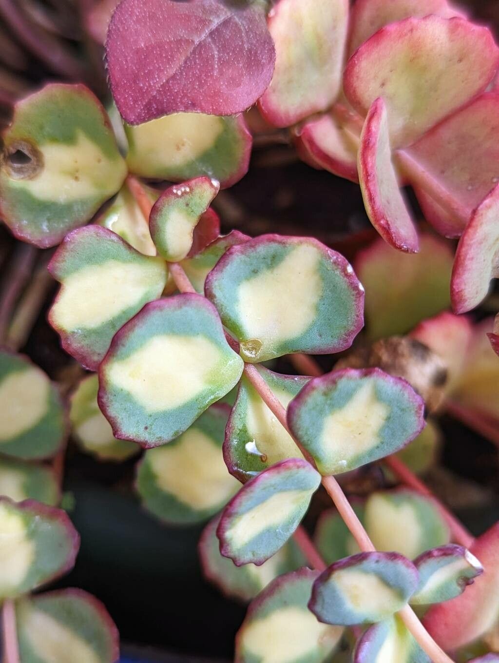 Sedum sieboldii leaf