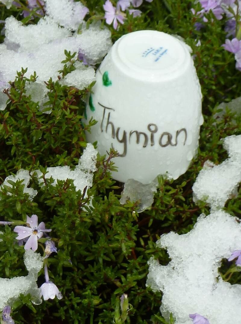 Thymus × cimicinus — search result for 'Thymus'