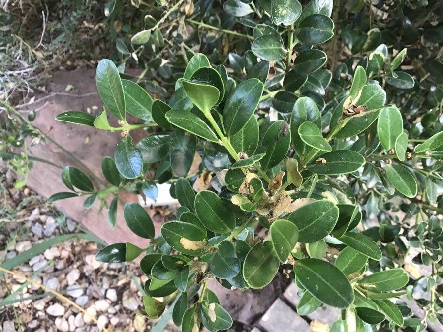 Apodytes dimidiata leaf