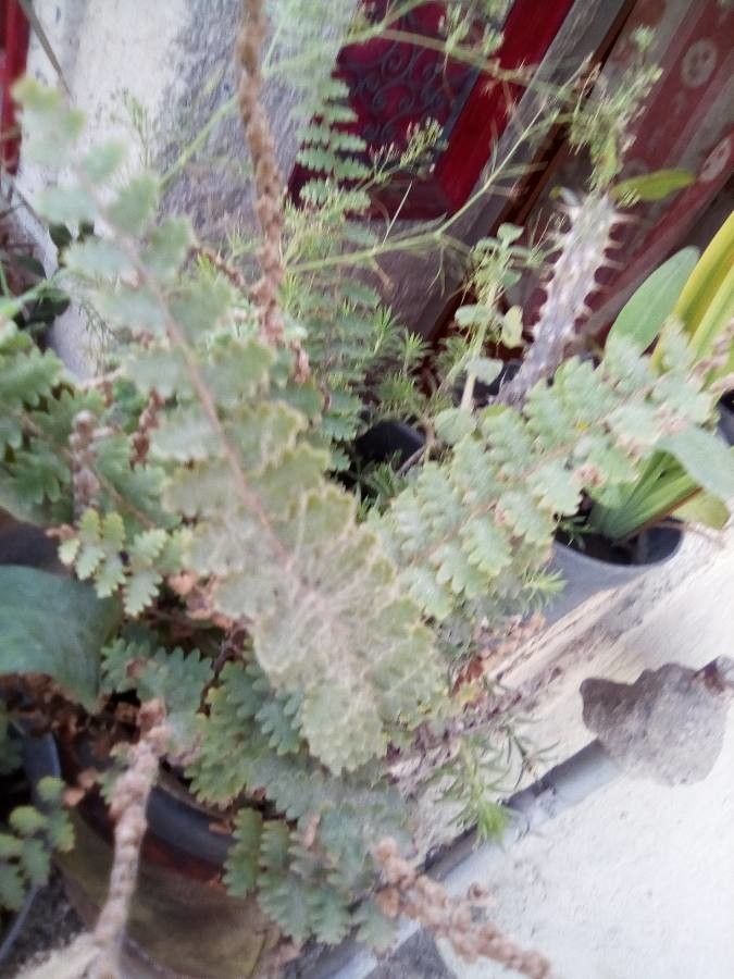 Astrolepis sinuata leaf