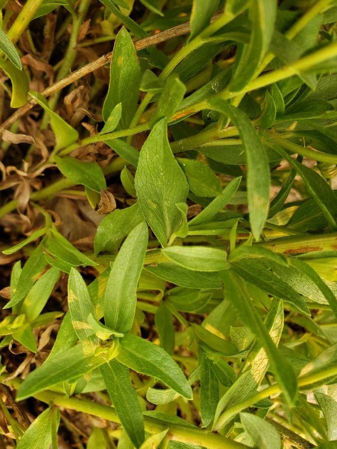 Heterotheca oregona — houseplant care guide