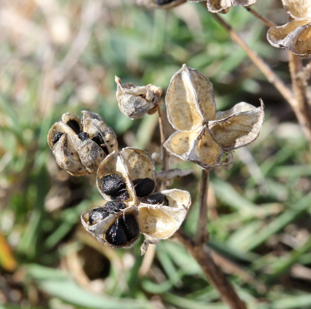 Tractema verna fruit