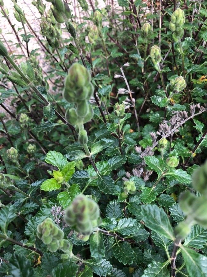 Teucrium flavum fruit