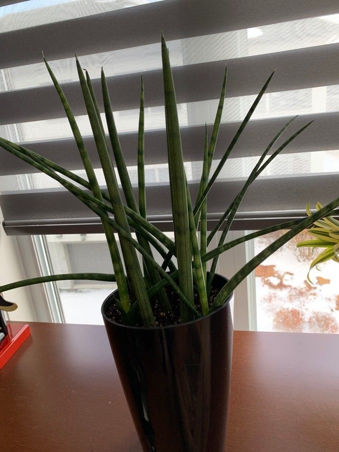 Dracaena stuckyi leaf