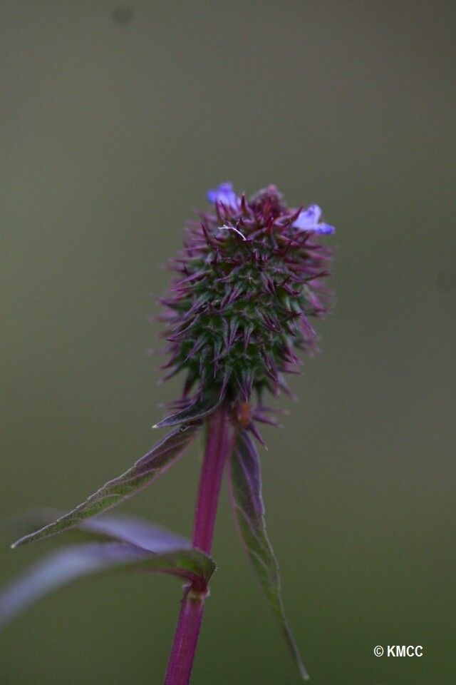 Coleus stenostachys — houseplant care guide