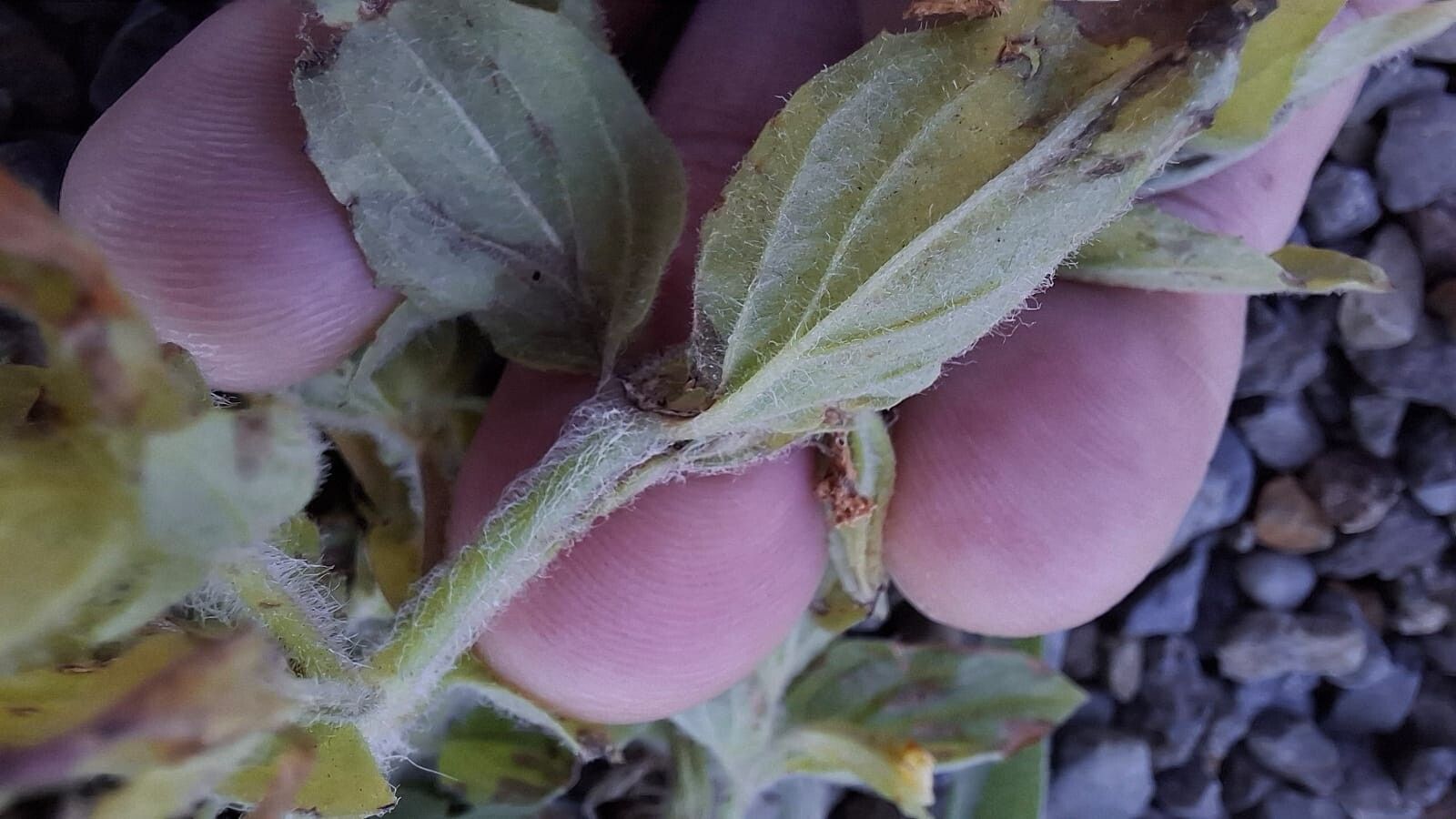 Erythranthe moschata leaf