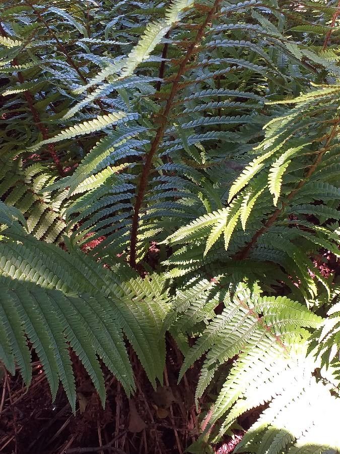 Dryopteris ardechensis — houseplant care guide