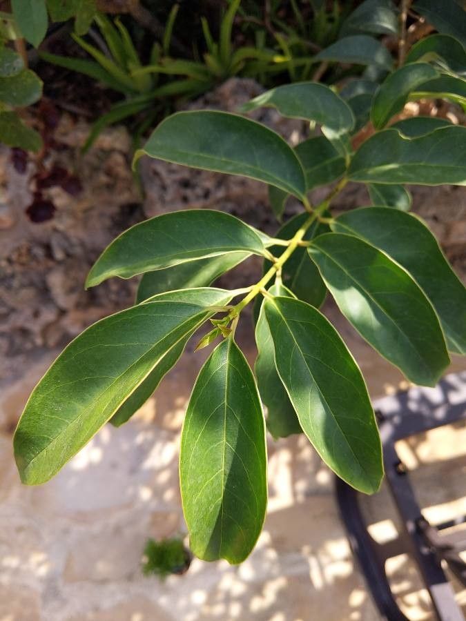 Olax dissitiflora — search result for 'Gabon'