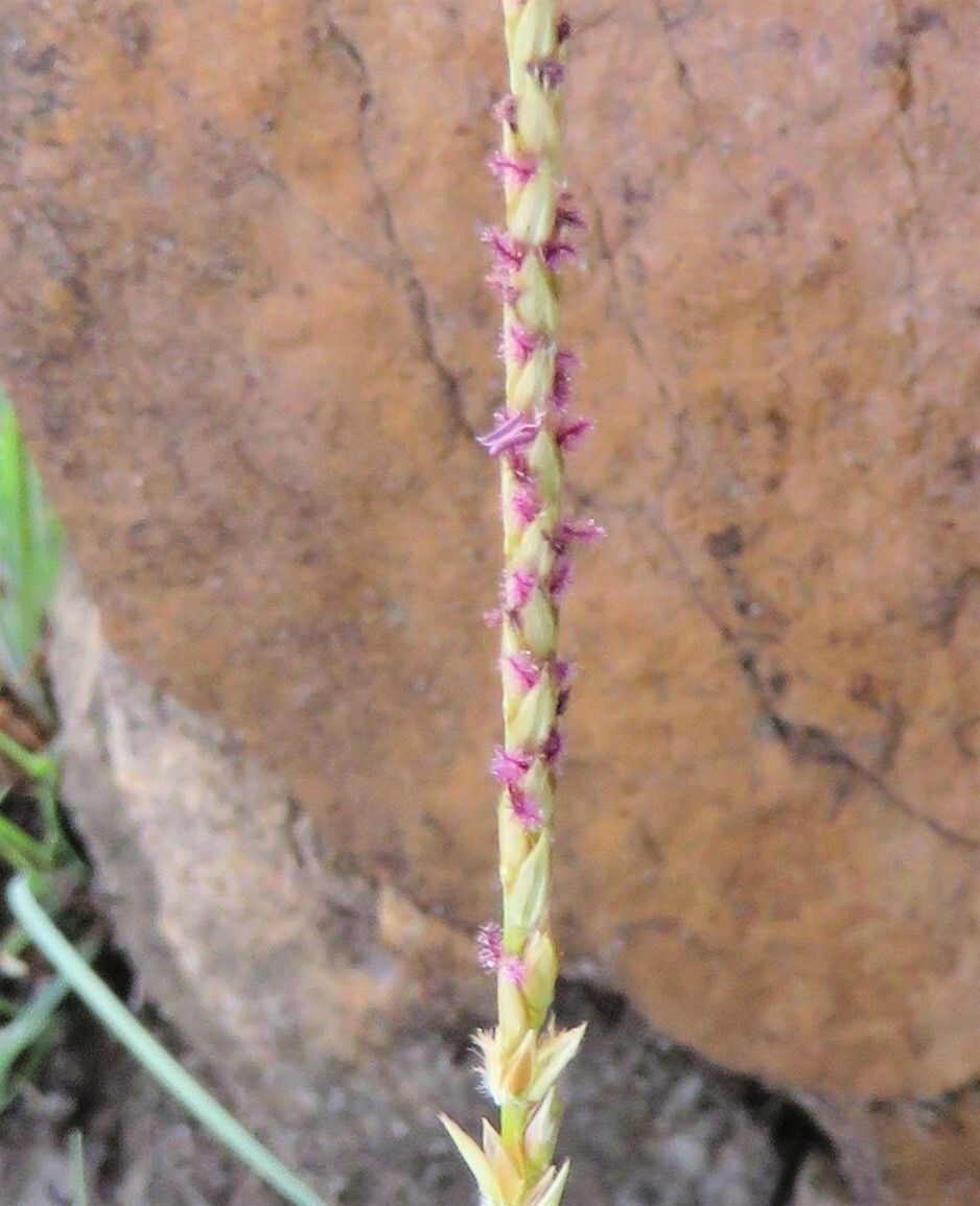 Digitaria monodactyla flower