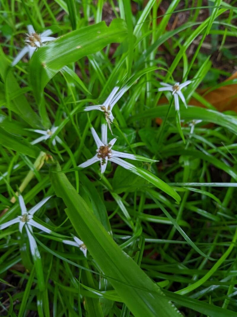 Rhynchospora pura flower