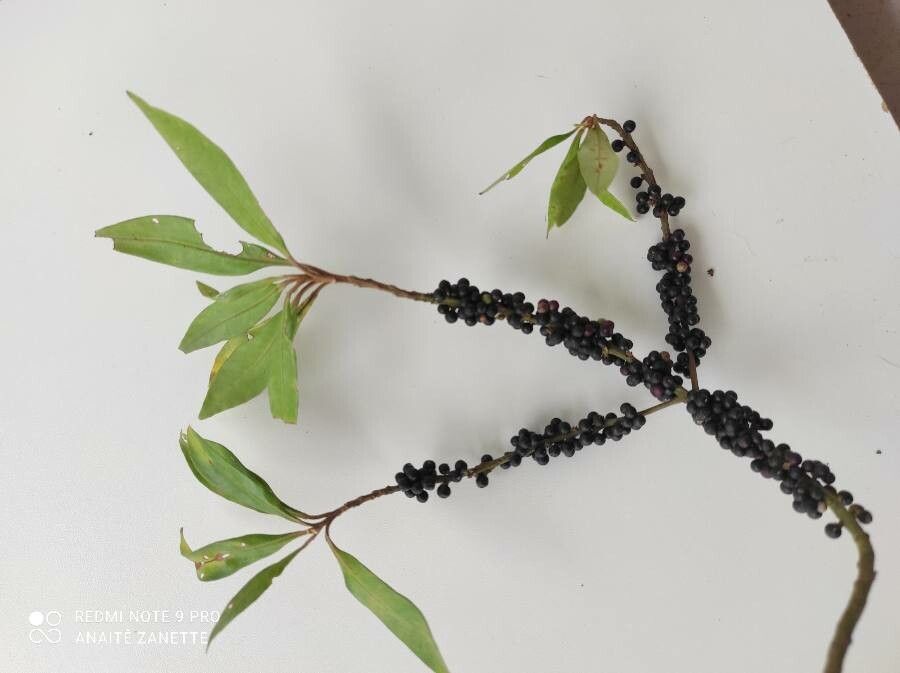 Myrsine coriacea — houseplant care guide