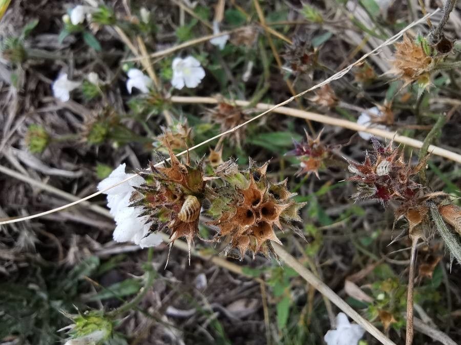 Galeopsis segetum fruit