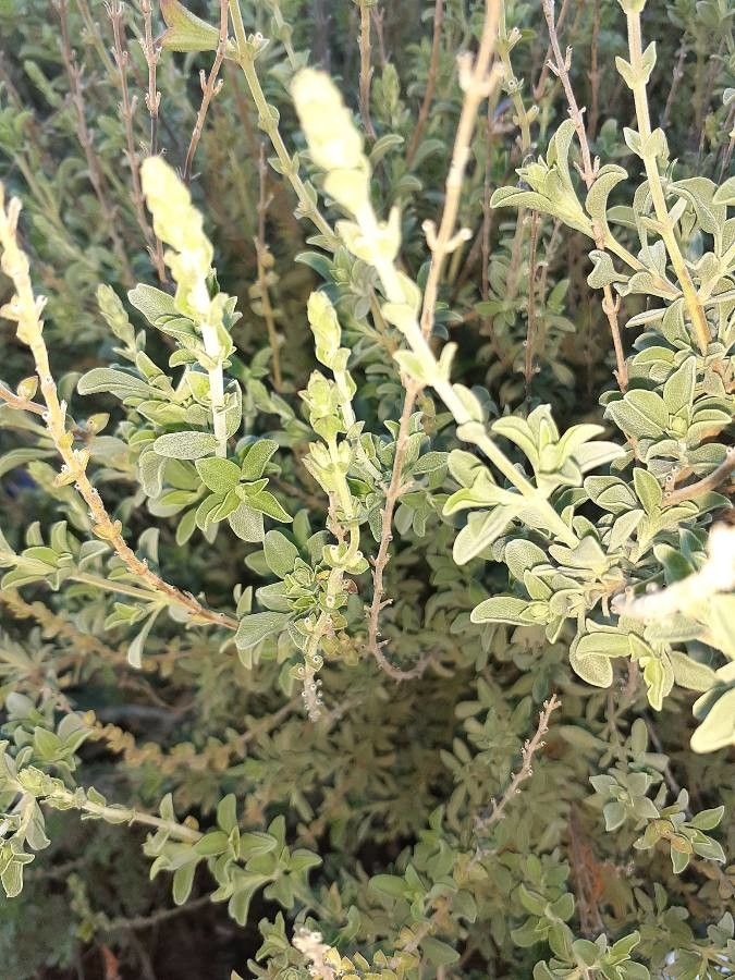 Salvia muirii — houseplant care guide