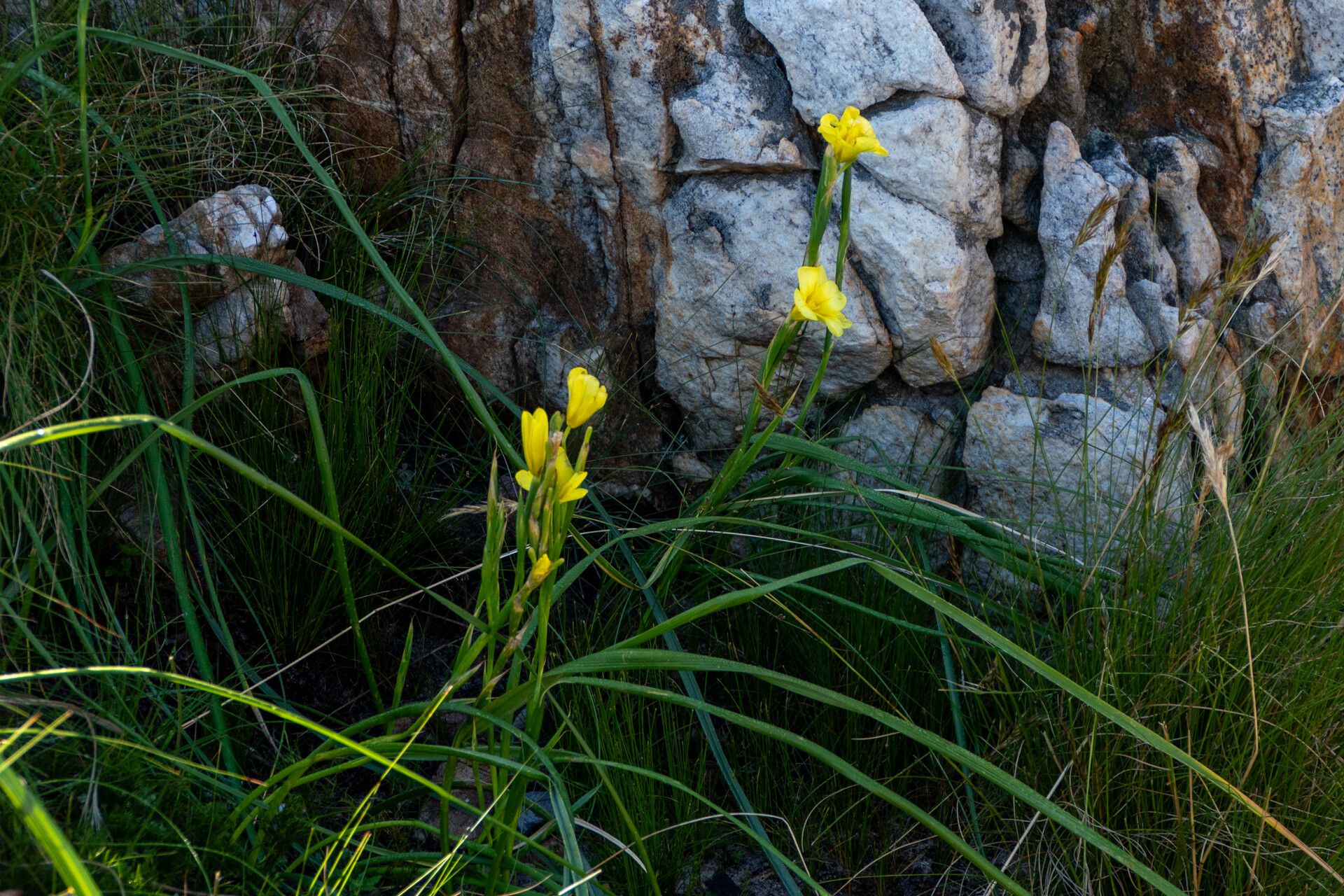 Moraea ochroleuca habit