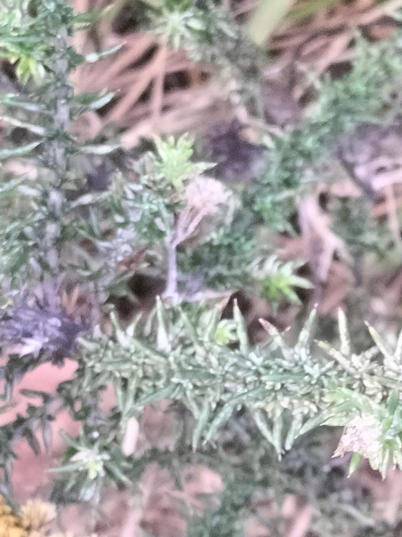 Metalasia aurea — related species from the same genus