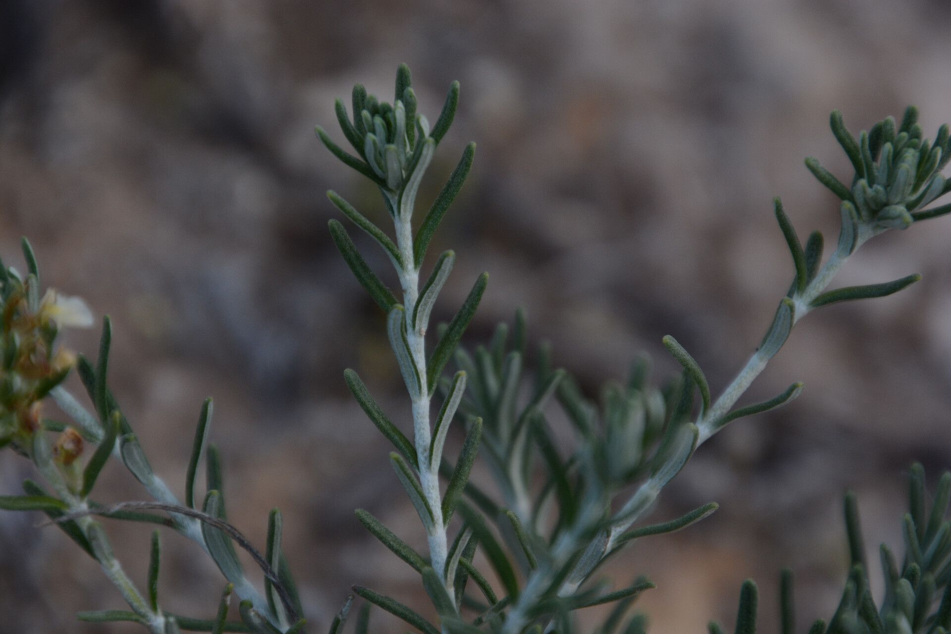 Teucrium balthazaris — search result for 'Teucrium'