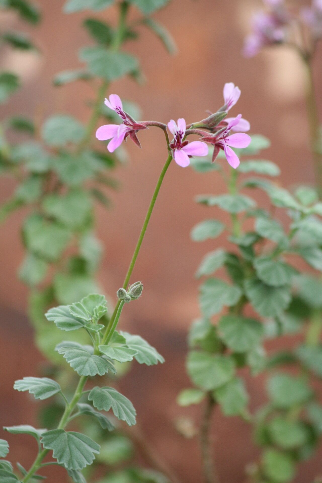 Pelargonium exstipulatum flower
