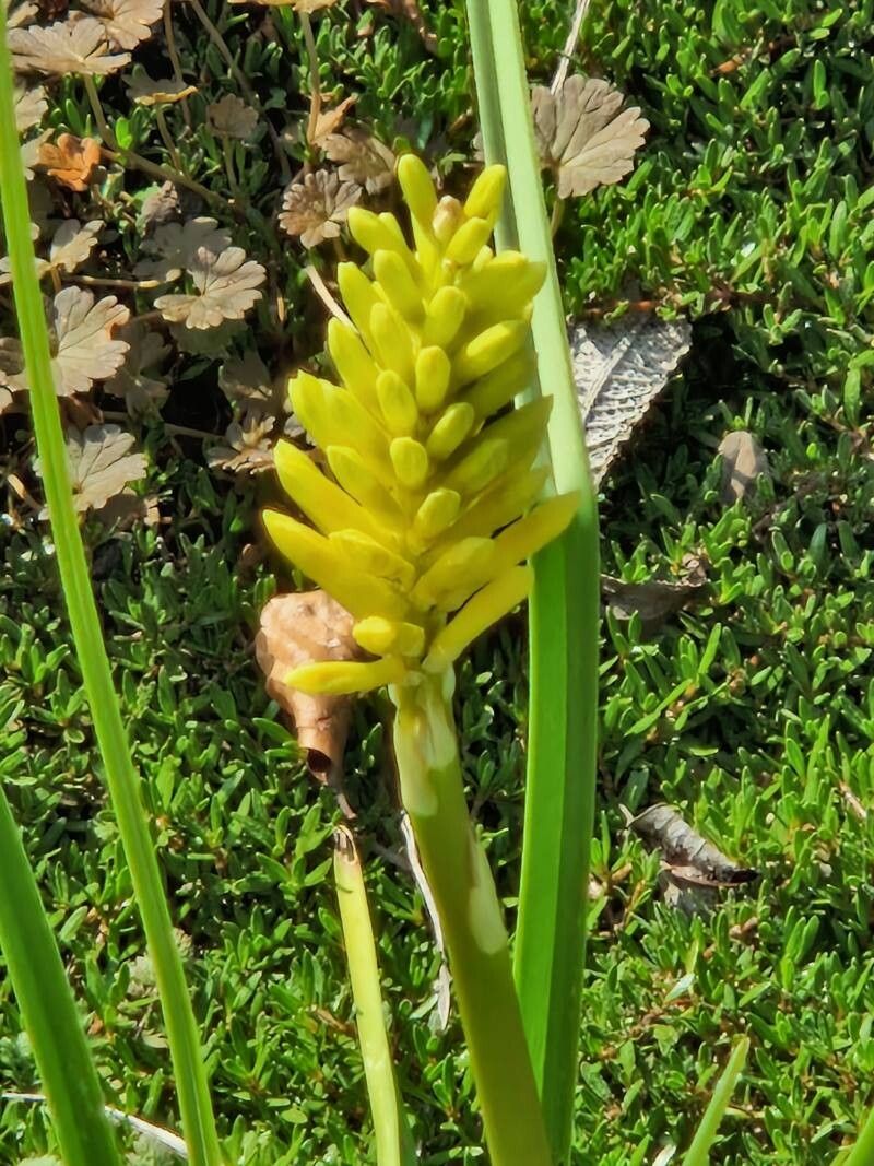 Muscarimia macrocarpa habit