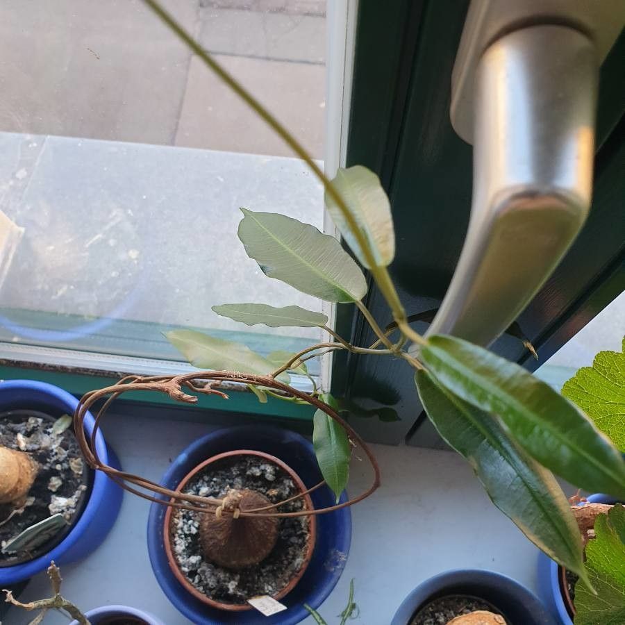 Fockea multiflora — search result for 'Angola'