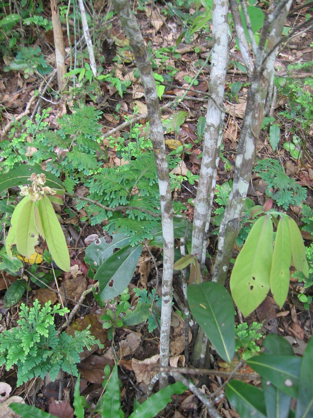 Monodora minor habit