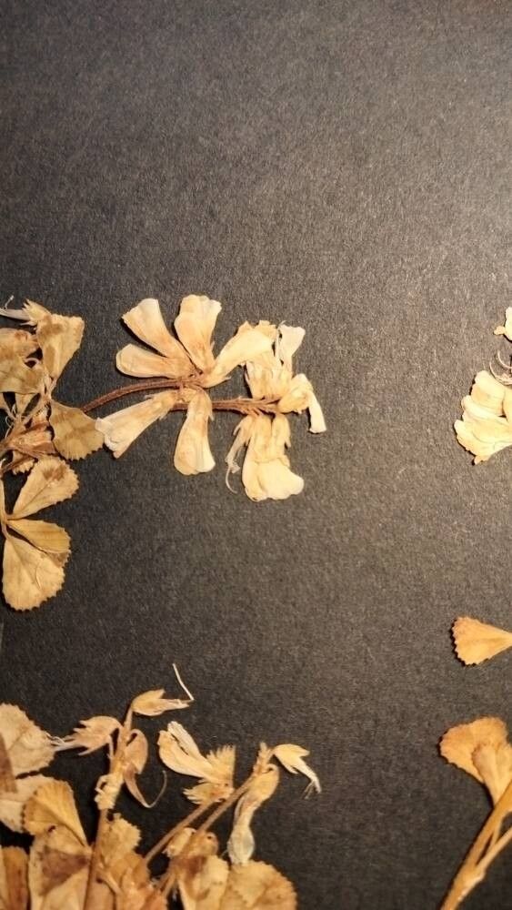 Trigonella lycica flower