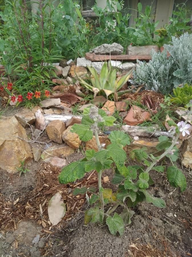 Malacothamnus clementinus — related species from the same genus