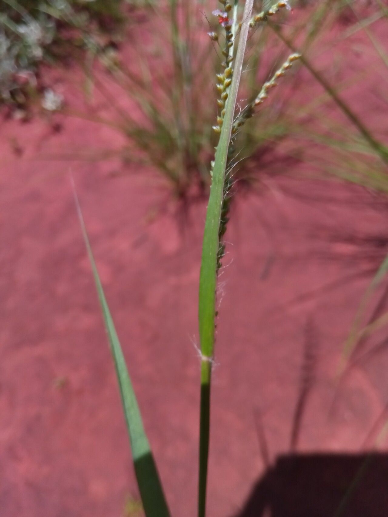 Setaria madecassa flower