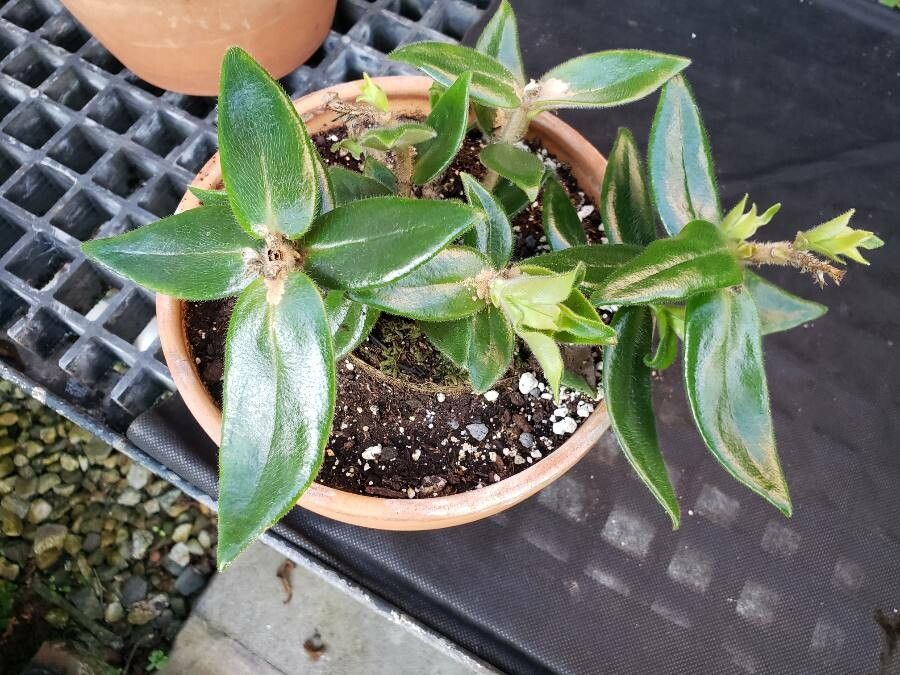 Nematanthus pycnophyllus habit