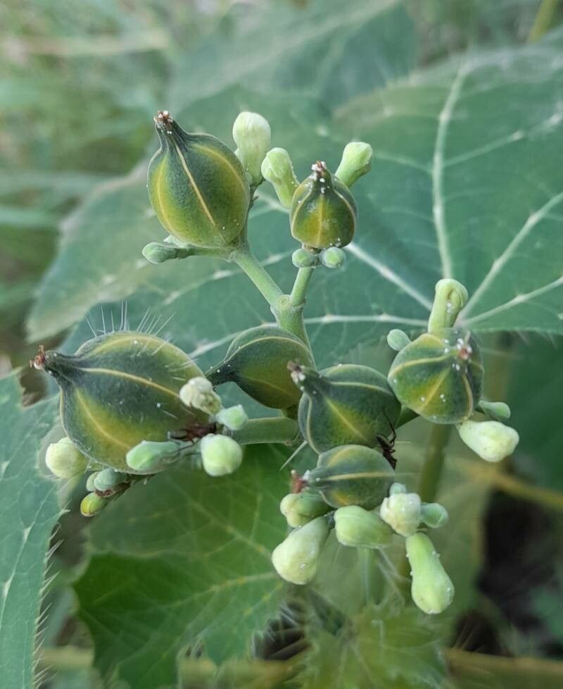 Cnidoscolus vitifolius fruit