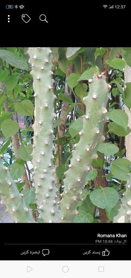 Euphorbia nivulia bark