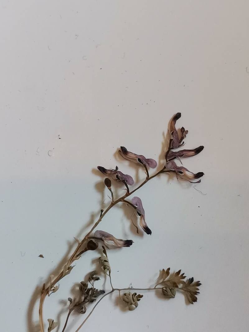 Fumaria rostellata — search result for 'Fumaria'