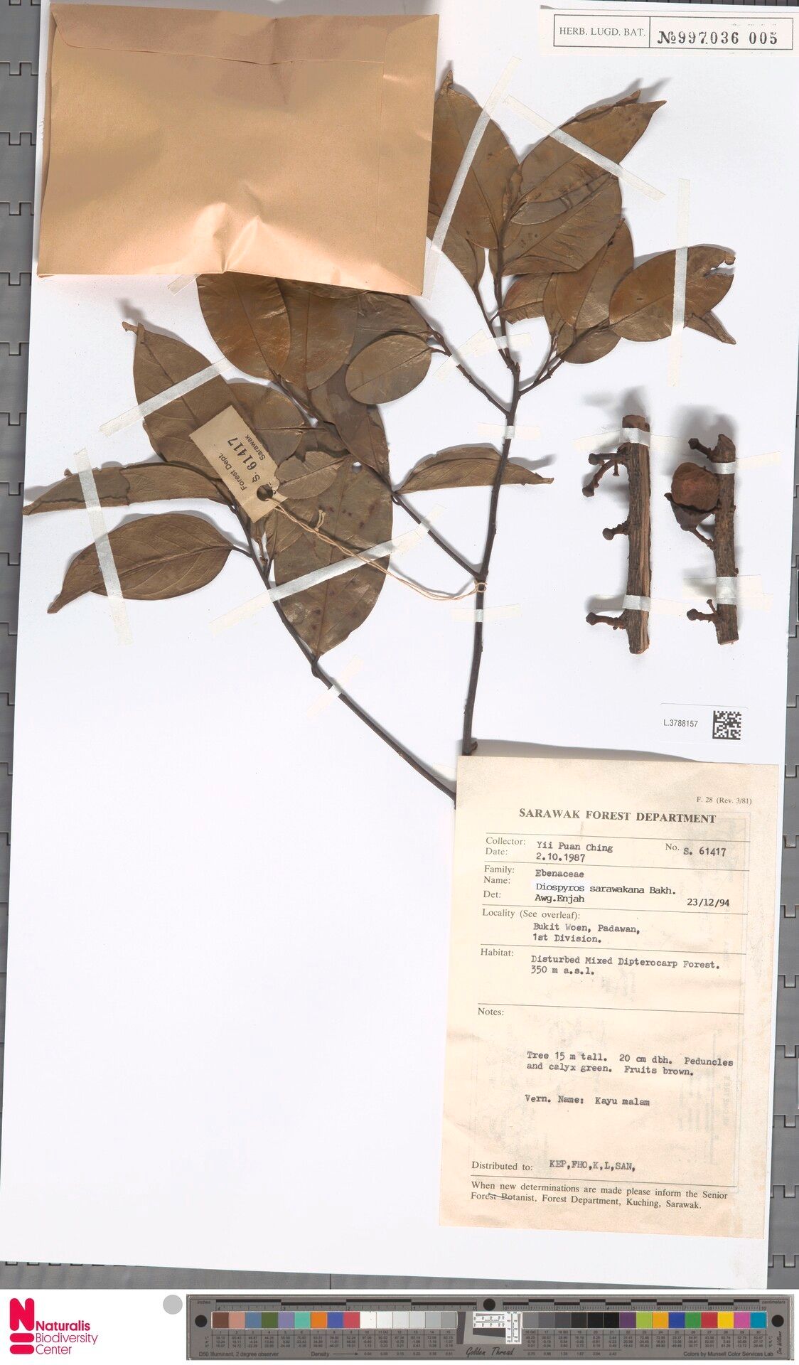 Diospyros styraciformis — houseplant care guide