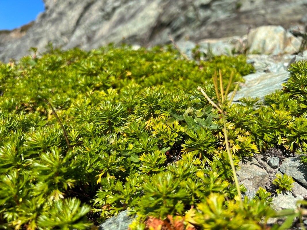 Luetkea pectinata leaf