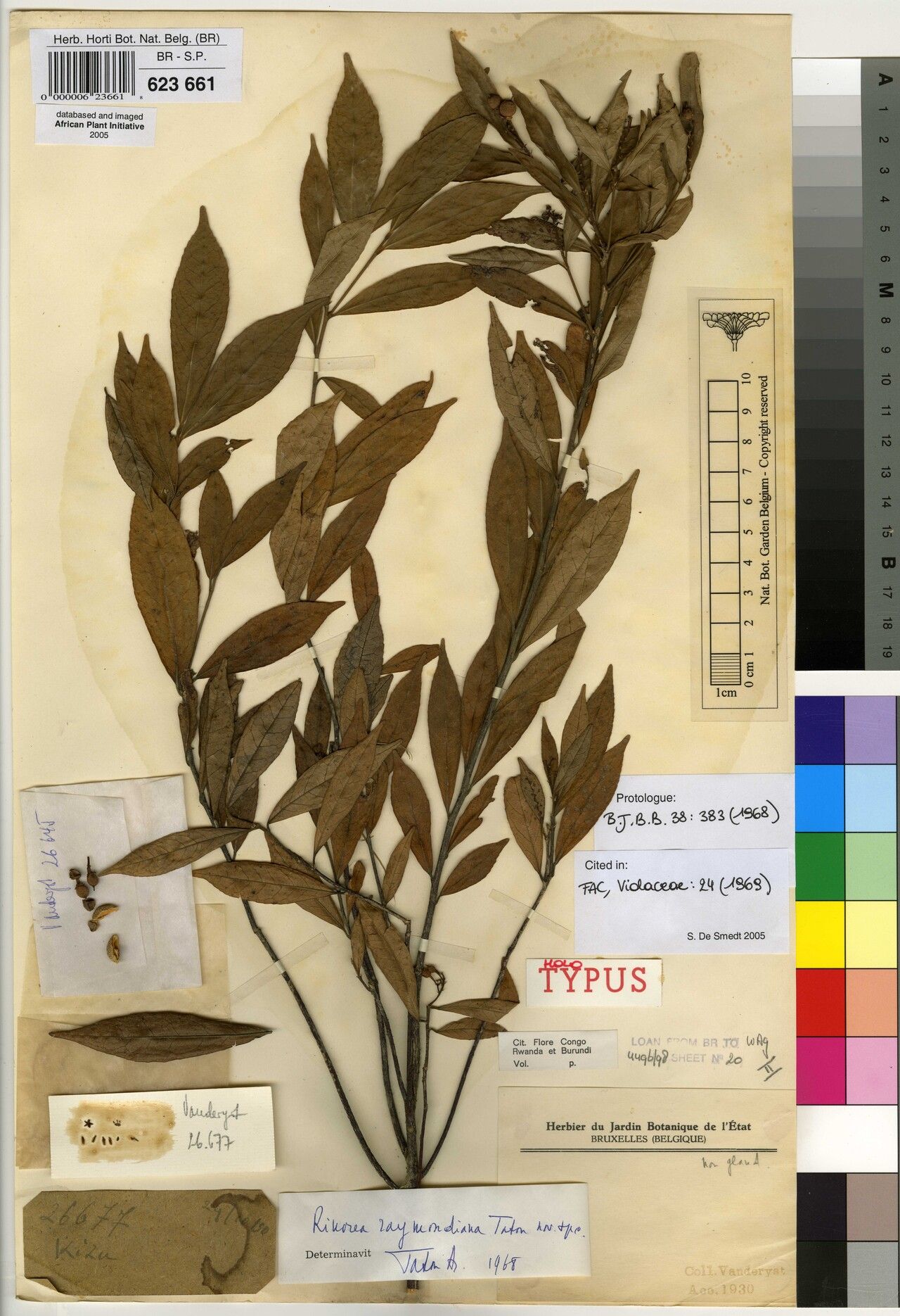 Rinorea raymondiana — houseplant care guide