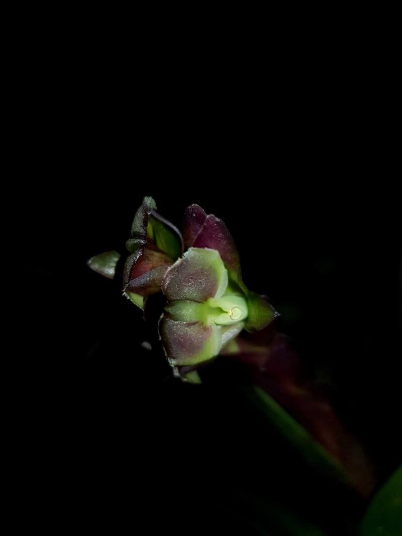 Epidendrum summerhayesii flower