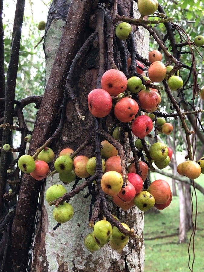 Ficus racemosa fruit