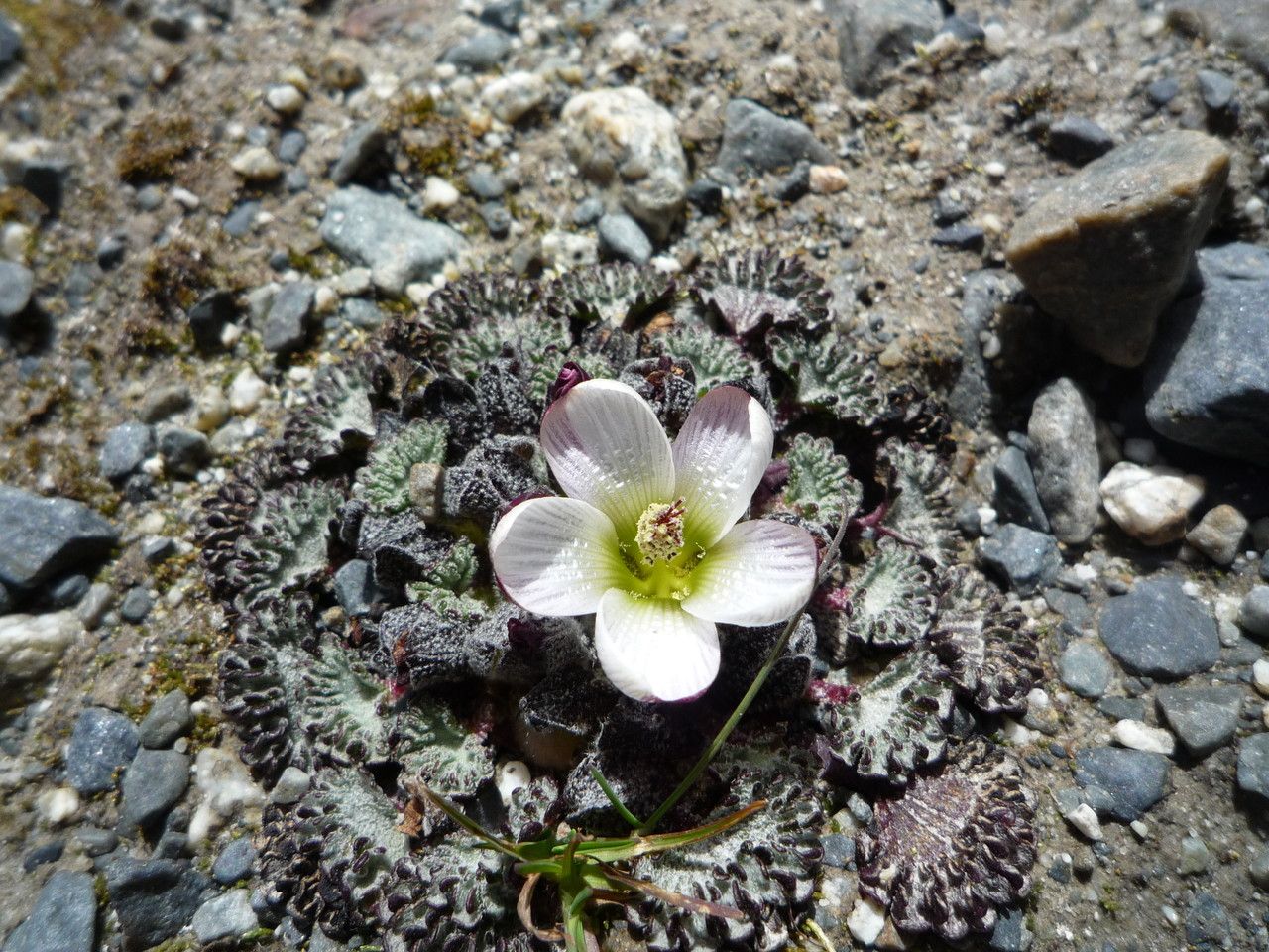 Nototriche obcuneata habit