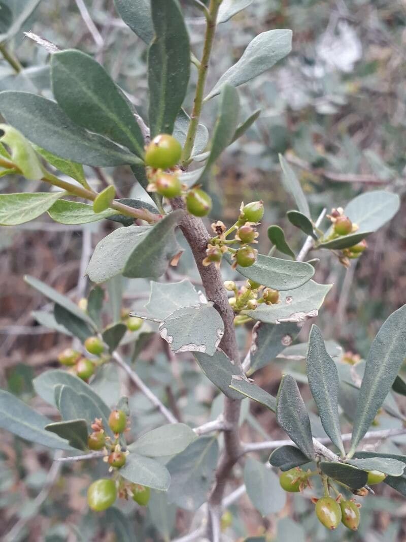 Schinus polygama fruit
