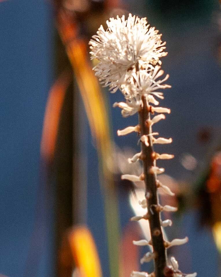Actaea japonica — search result for 'Actaea'