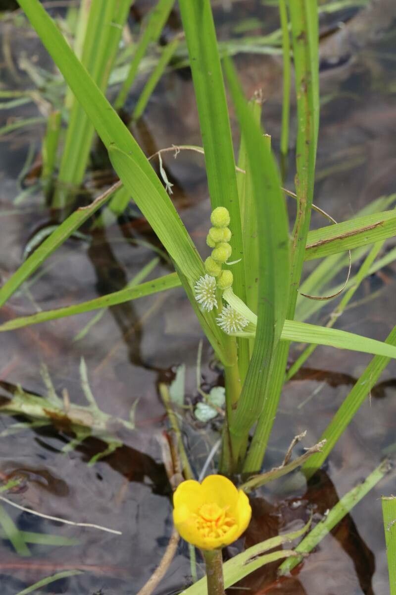 Sparganium fallax — search result for 'Sparganium'