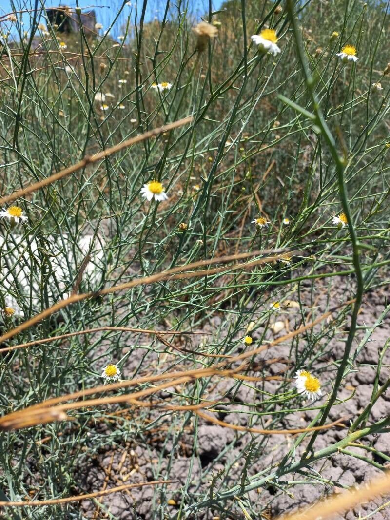 Chloracantha spinosa — houseplant care guide