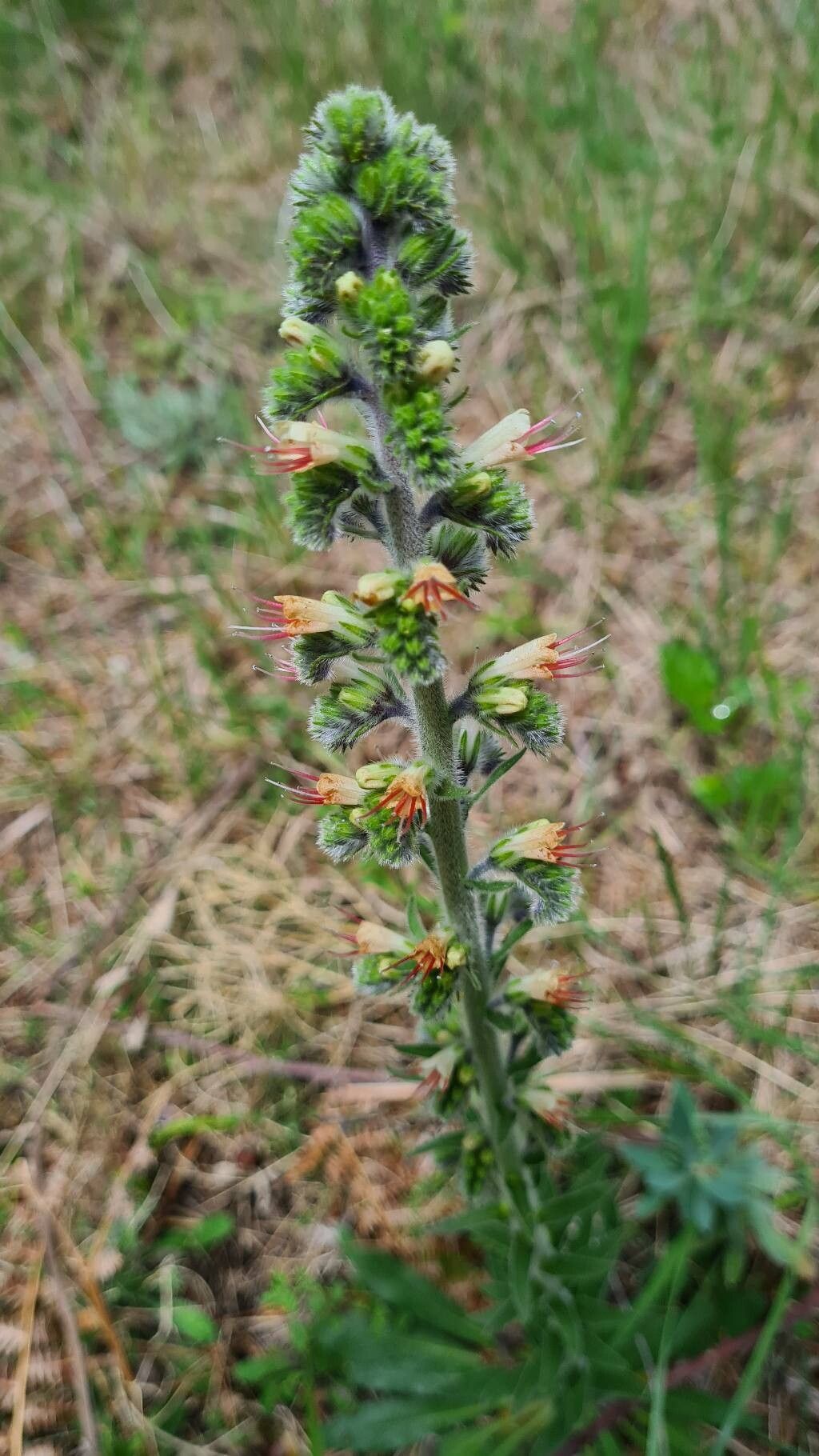 Echium flavum flower