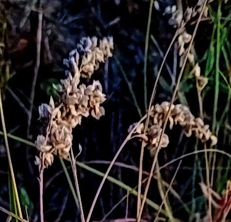 Chascolytrum erectum — related species from the same genus