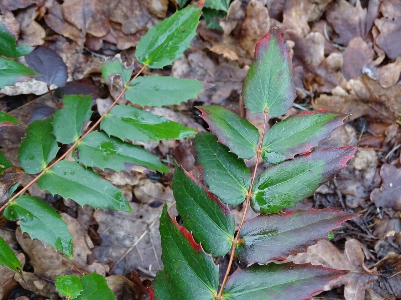 Mahonia nervosa leaf